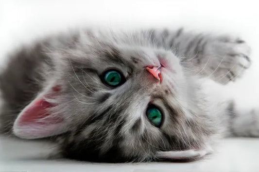 ¿Cómo saber si tu gato te quiere?